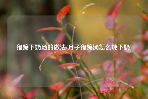 猪蹄下奶汤的做法(月子猪蹄汤怎么炖下奶)